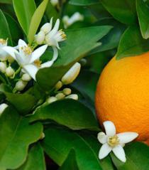 Fleur d'oranger — Wikipédia