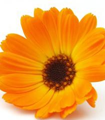 Fleur de calendula : une jolie plante pour une jolie peau !