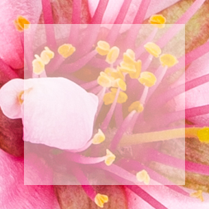miniature-fleur-damandier