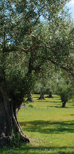 feuille-olivier