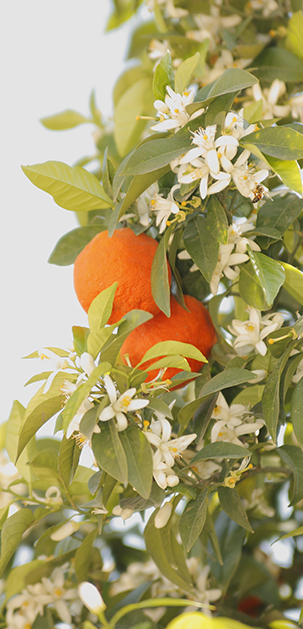 fleur-d-oranger