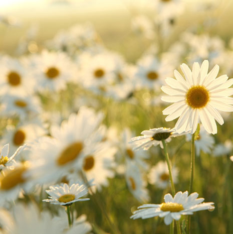 des soins solaires inspirés de la nature pour prendre soin de votre peau