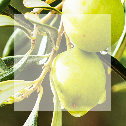 Visuel-ingredients-olive_2