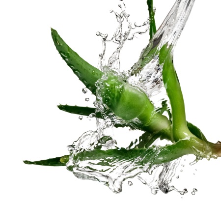 aloe-vera-2