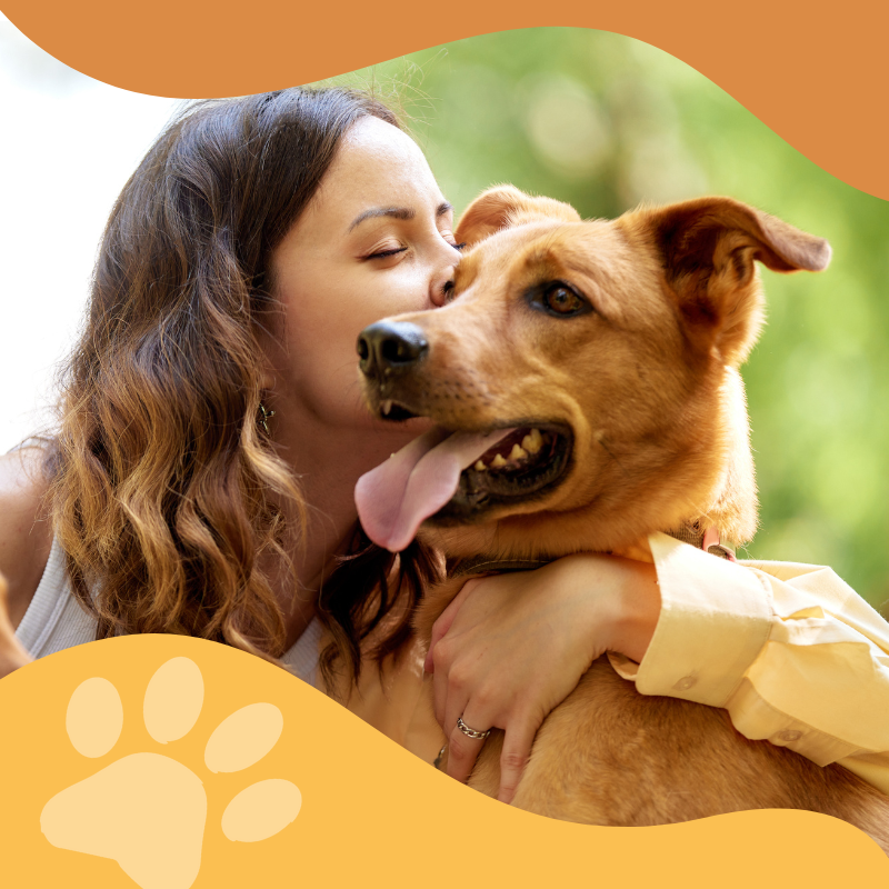 comment nettoyer les oreilles d'un chien