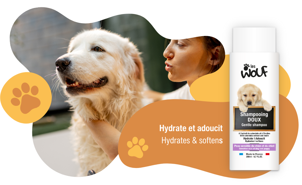 Comment nettoyer les oreilles d’un chien sans stress ni erreur ?