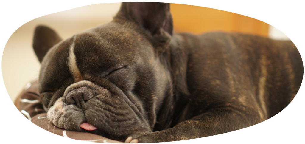 Comment prendre soin de son chien