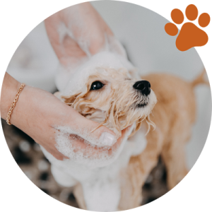 Comment choisir son shampoing pour chien