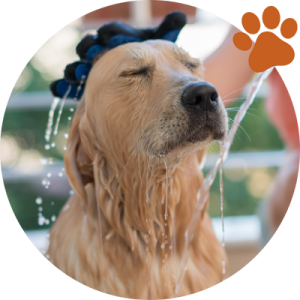 Comment et avec quoi laver son chien sans shampoing