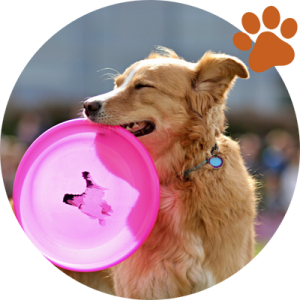 How to wash your dog without shampoo ?