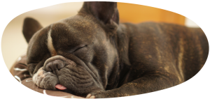 How to take care of your dog