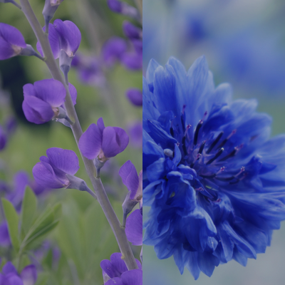 Ingrédients Extraits Bleuet Indigo