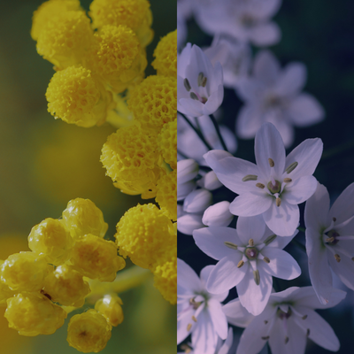 Ingrédients Jasmin Immortelle V3