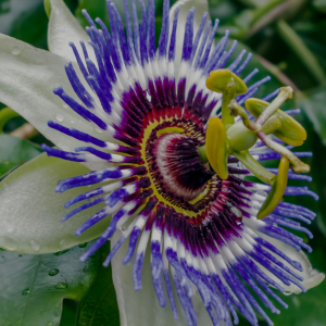 Ingrédient Phyto Passiflore
