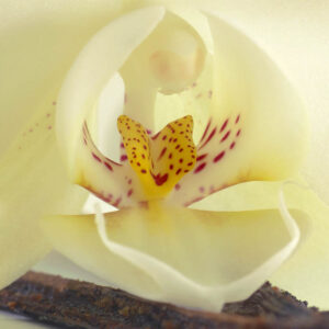Parfum Delicieuse Vanille