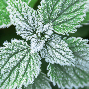 Parfum Menthe Glacee