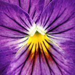 Parfum Violette