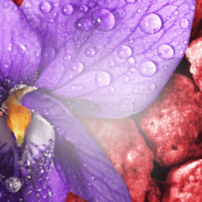 Parfum Violette Praline