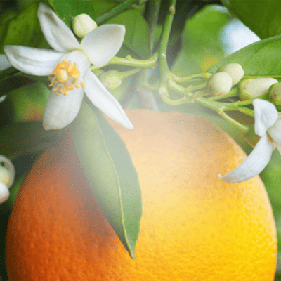 Parfum fleur d'oranger