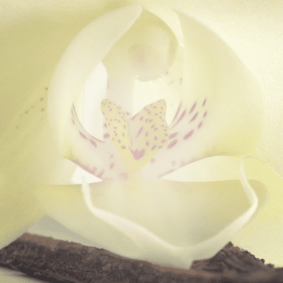 Parfum vanille
