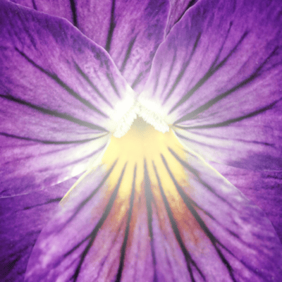 Parfum VIolette